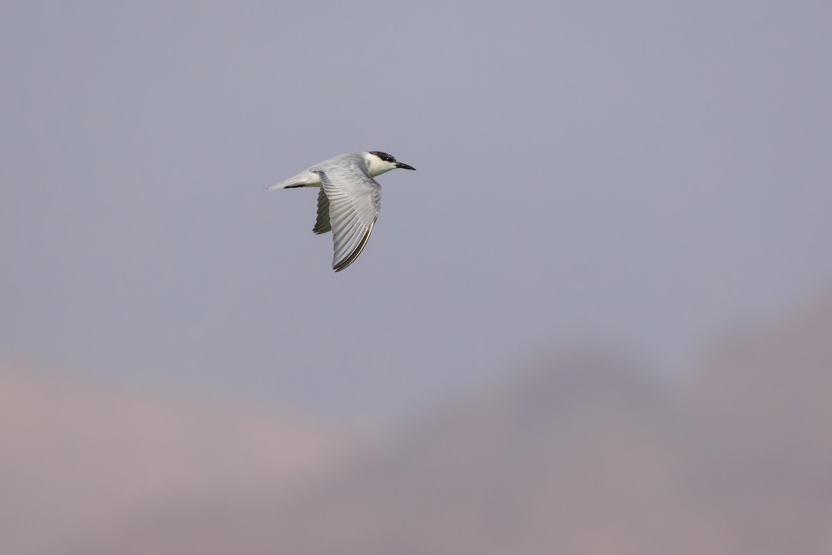 Whiskered Tern - ML618374366