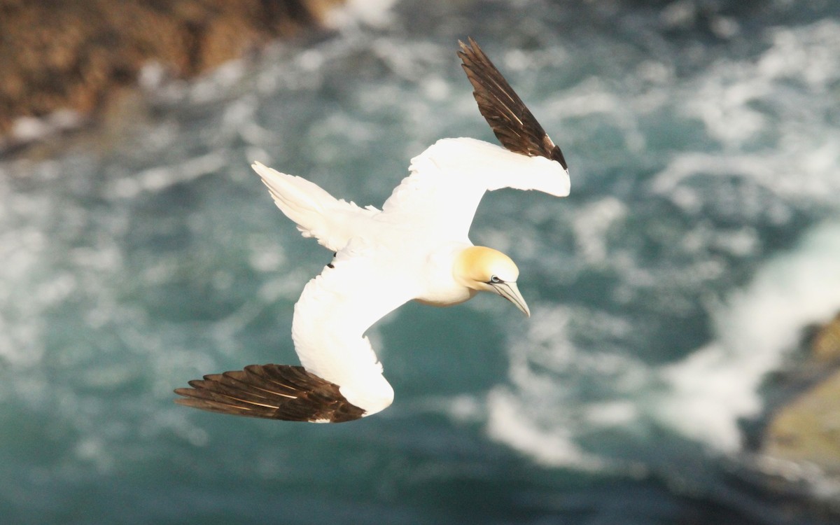 Northern Gannet - Simon Davies