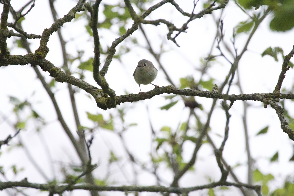 Ruby-crowned Kinglet - allie bluestein