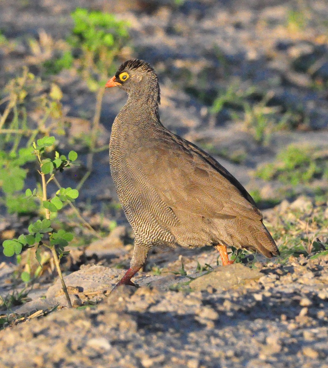 Red-billed Spurfowl - Anonymous