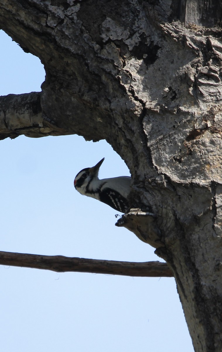 Hairy Woodpecker - Randy Maharaj