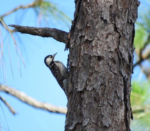 Red-cockaded Woodpecker - Ken Spilios