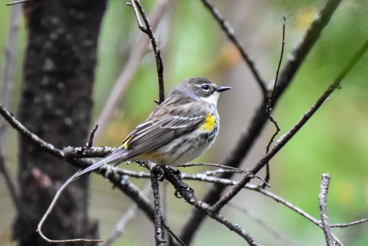 Yellow-rumped Warbler - Garry Waldram