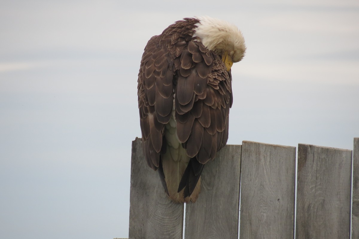 Bald Eagle - Sam Holcomb