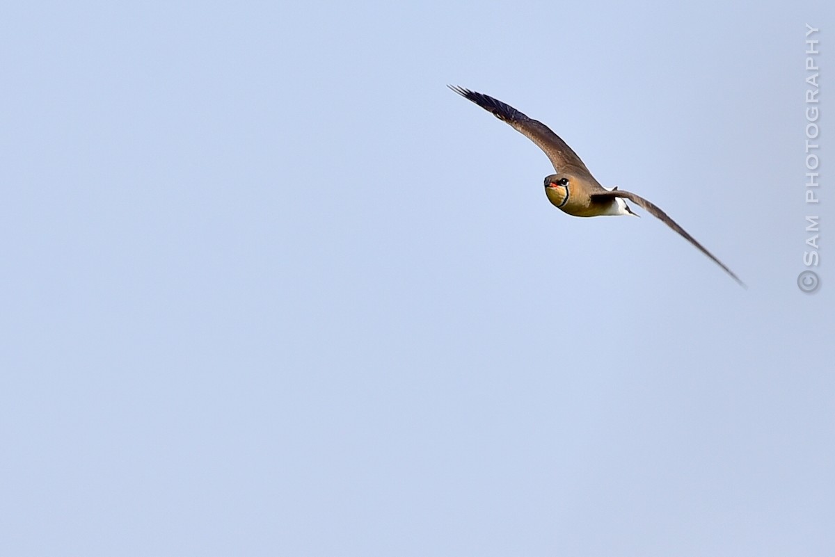 Oriental Pratincole - ML618374561