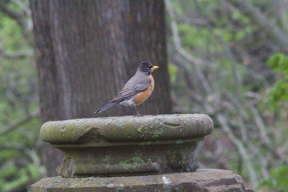 American Robin - ML618374579