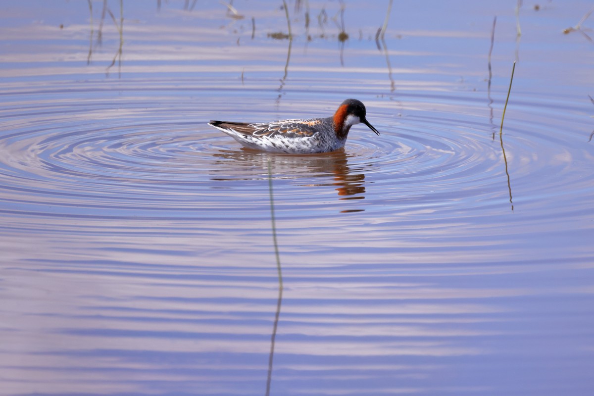 Red-necked Phalarope - Tory Mathis