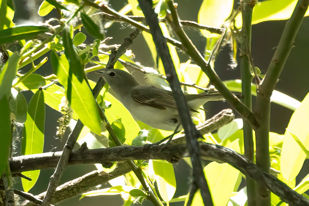 Bell's Vireo - Kathryn McGiffen