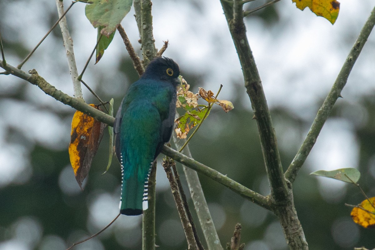 Gartered Trogon - Celesta von Chamier