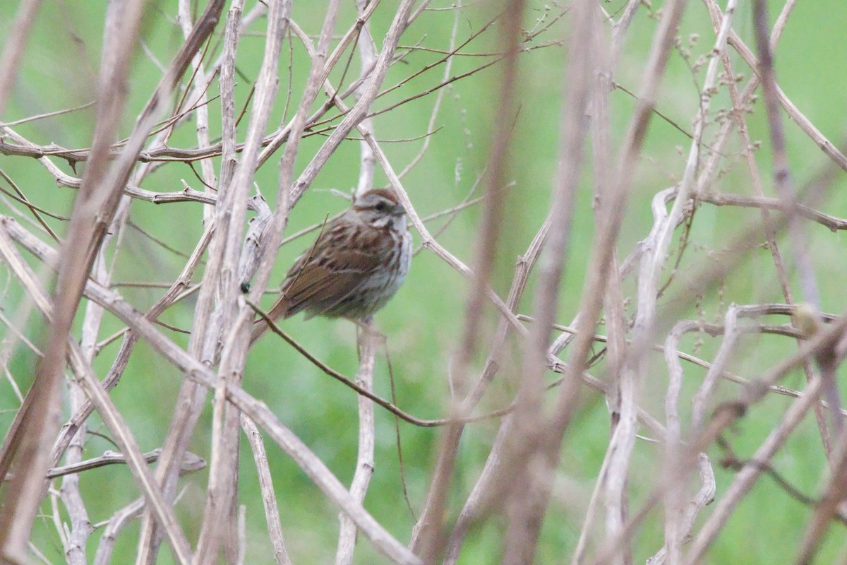 Song Sparrow - ML618374644