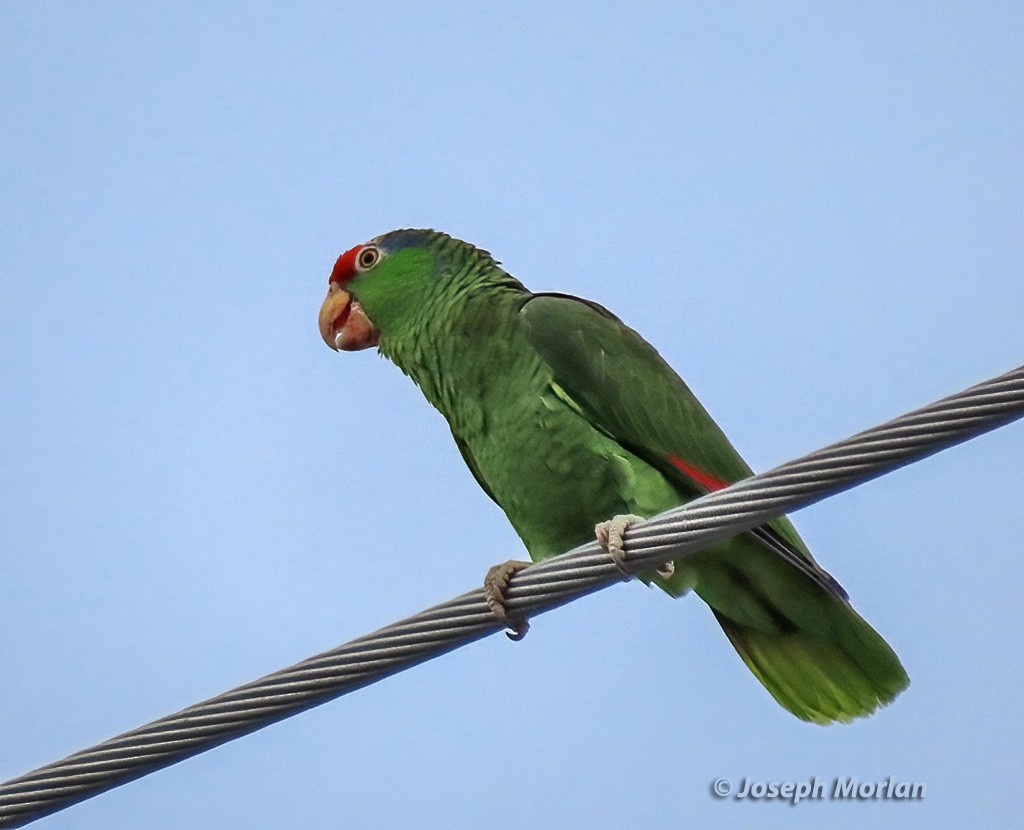 Red-crowned Parrot - Joseph Morlan