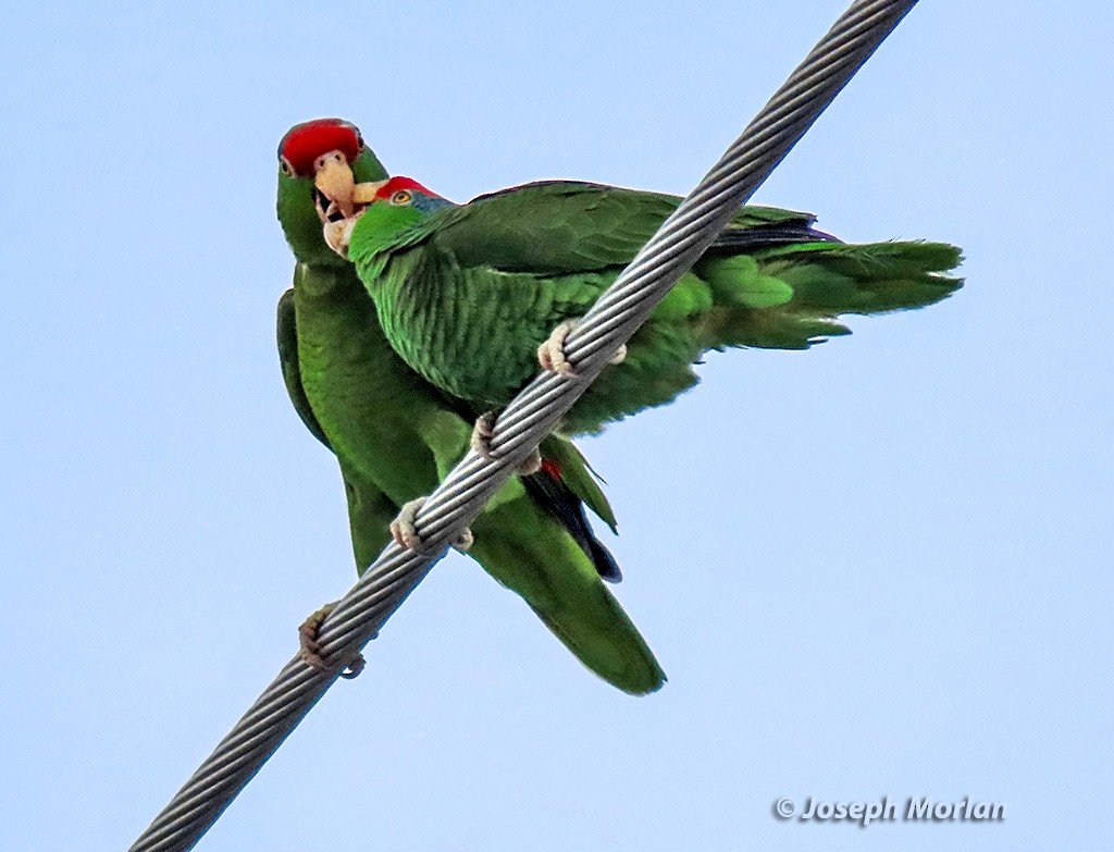 Red-crowned Parrot - Joseph Morlan