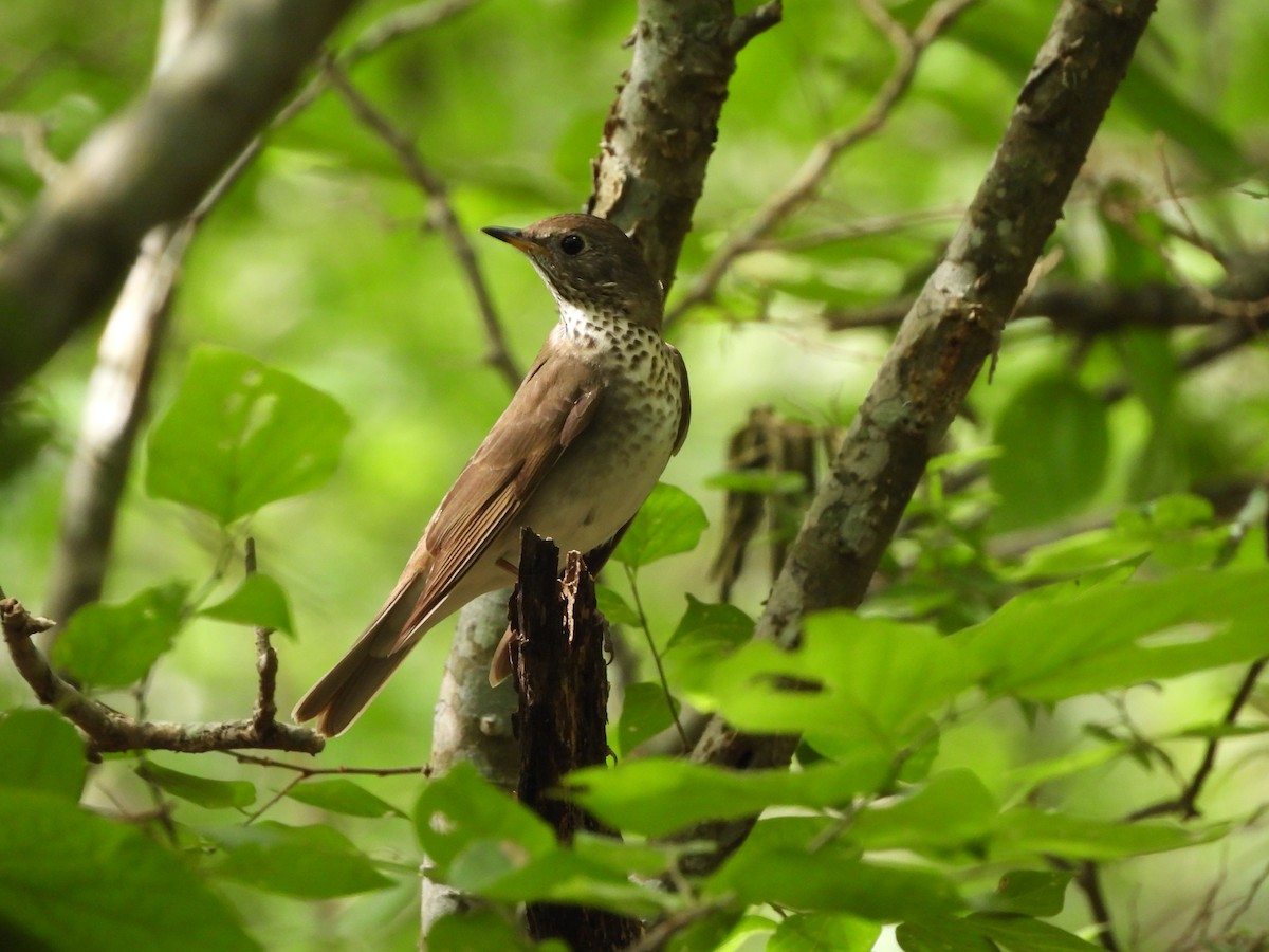 Gray-cheeked Thrush - Craig Hensley