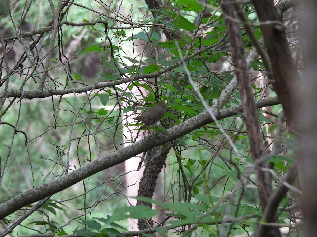 Gray-cheeked Thrush - Craig Hensley