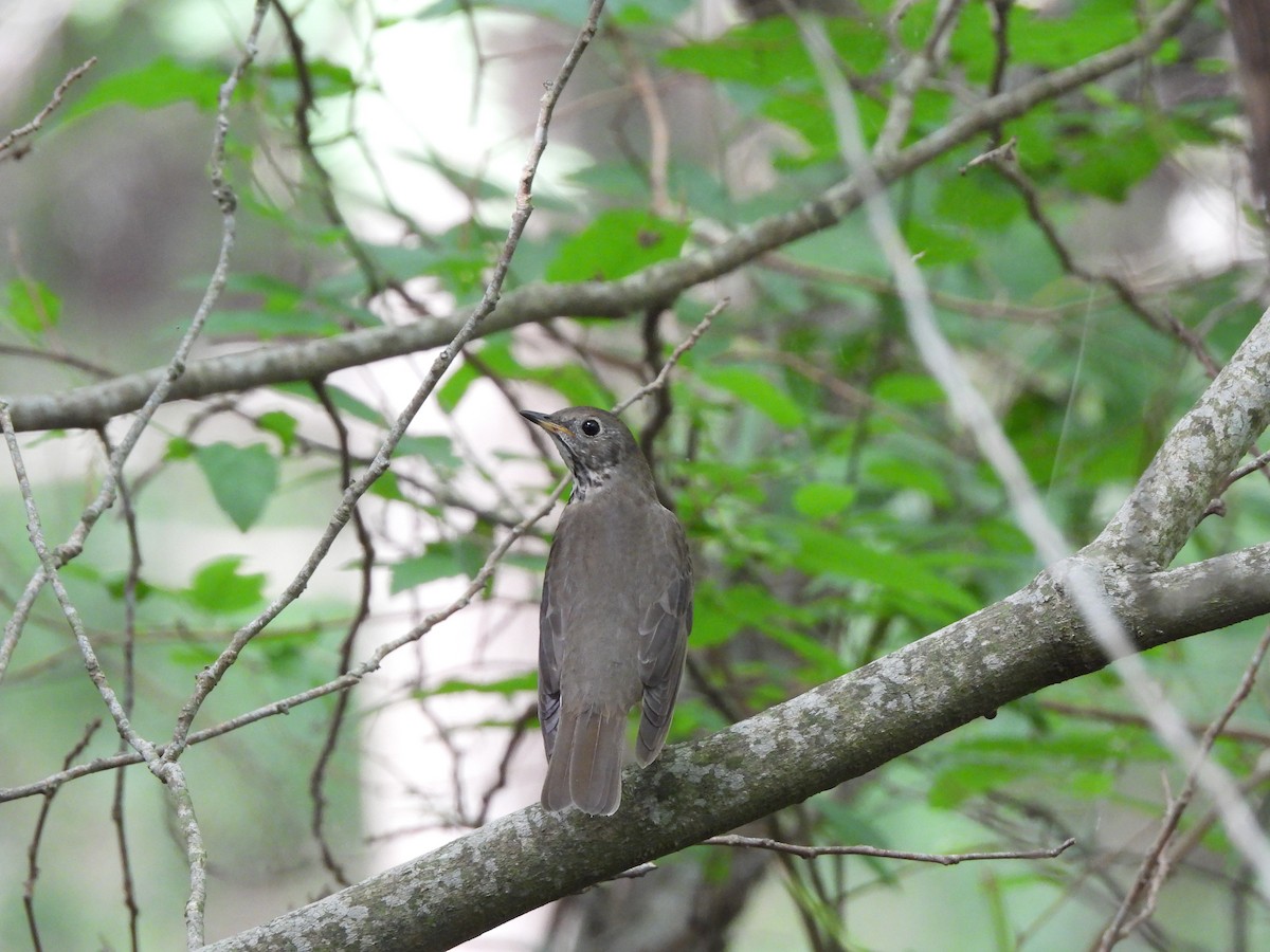 Gray-cheeked Thrush - Craig Hensley