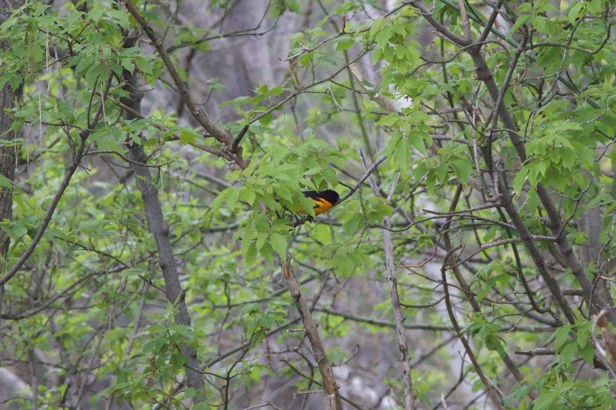 Baltimore Oriole - ML618374683