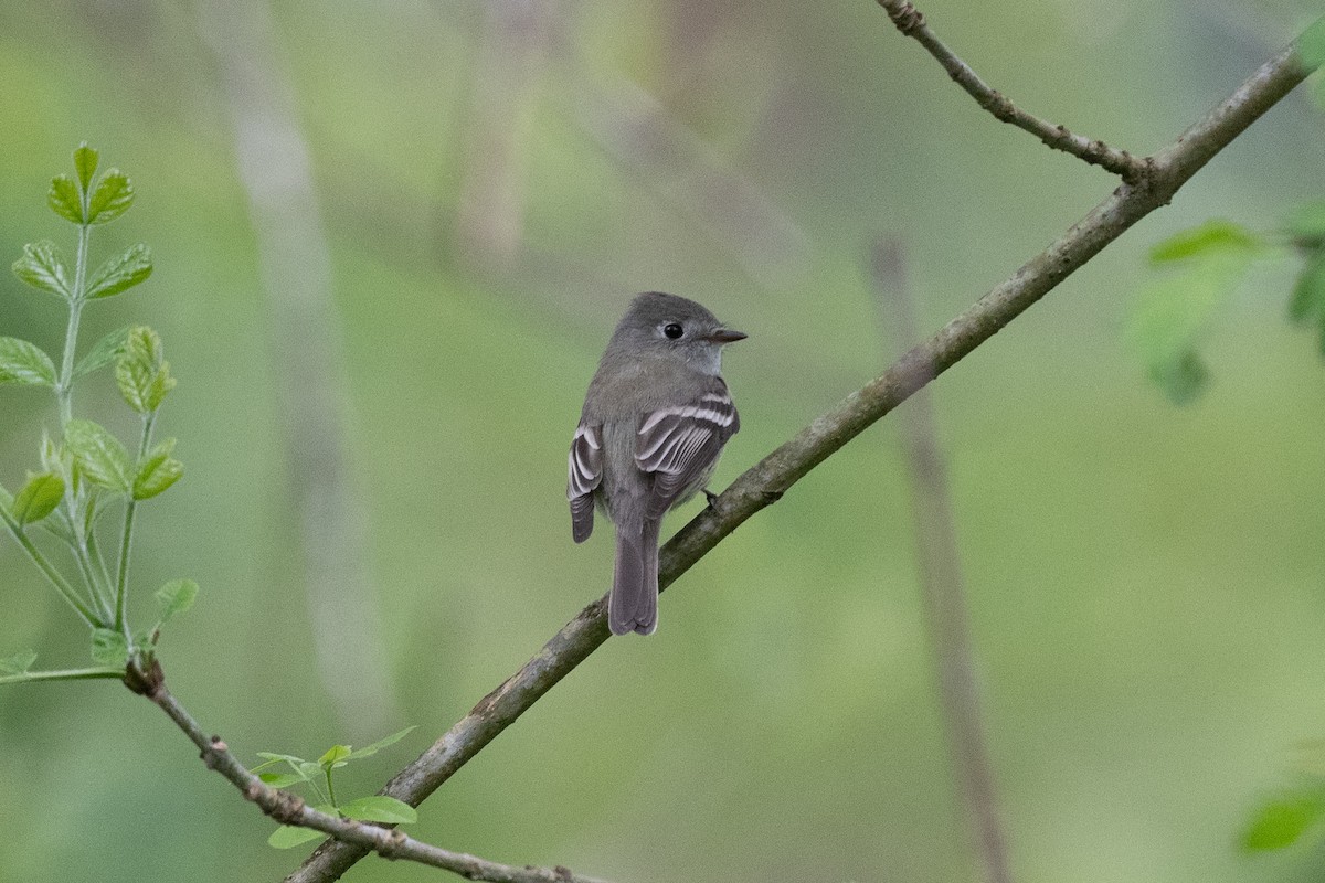 Hammond's Flycatcher - ML618374714