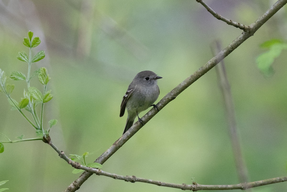 Hammond's Flycatcher - Conor Scotland