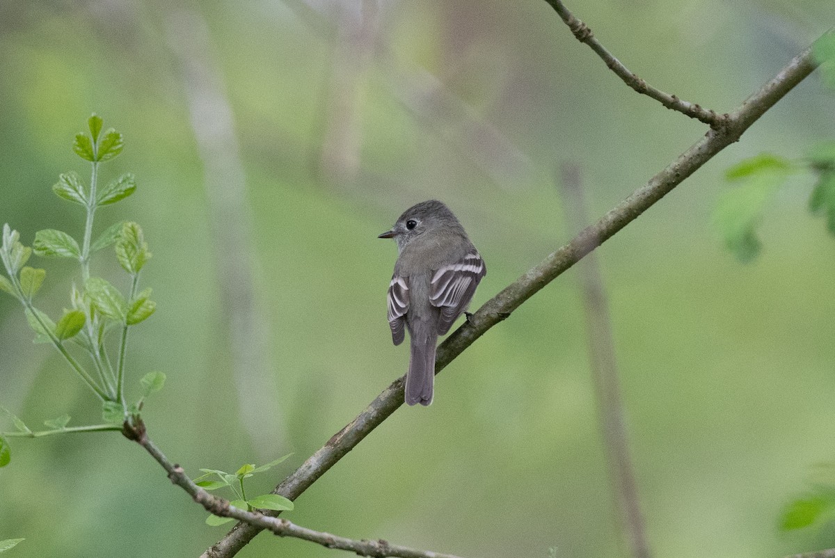 Hammond's Flycatcher - ML618374718