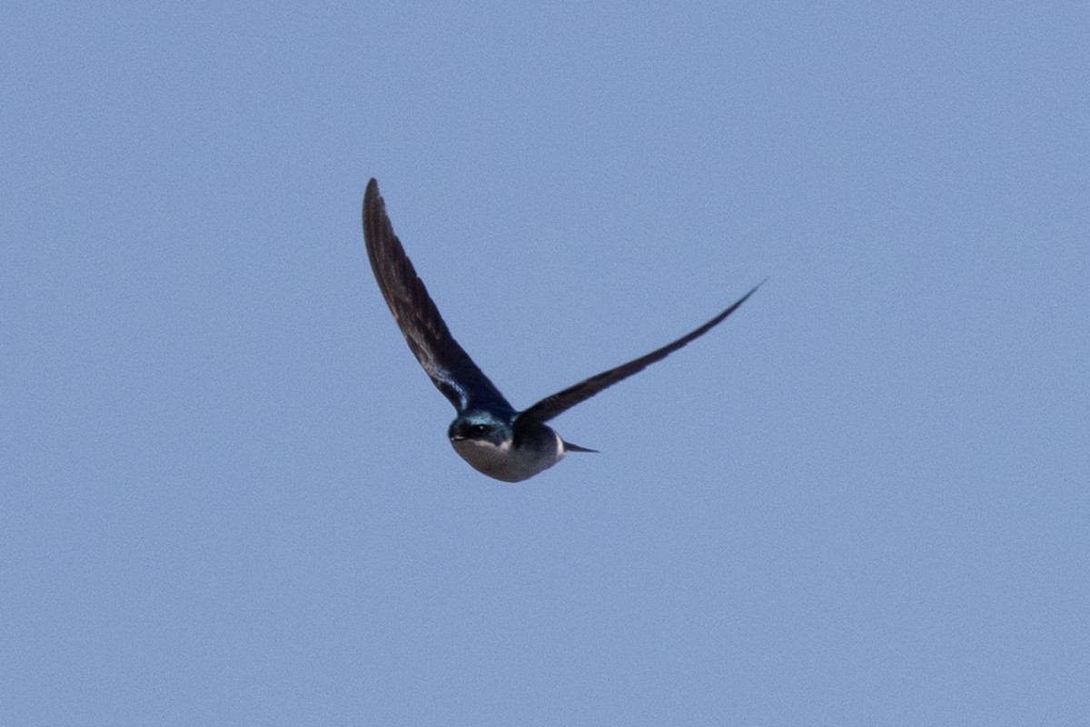 Golondrina Bicolor - ML618374734