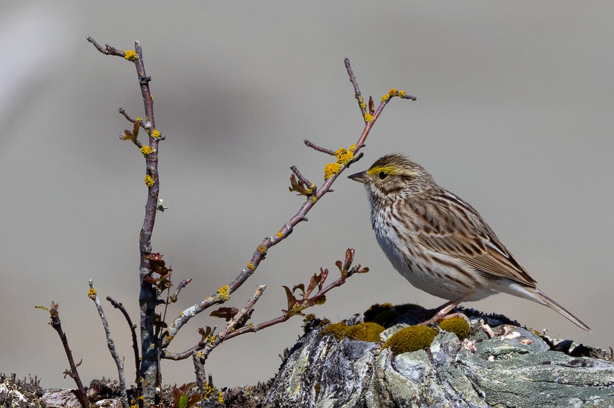 Savannah Sparrow - ML618374742