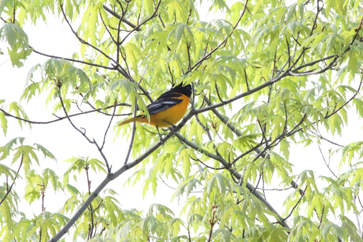 Oriole de Baltimore - ML618374759