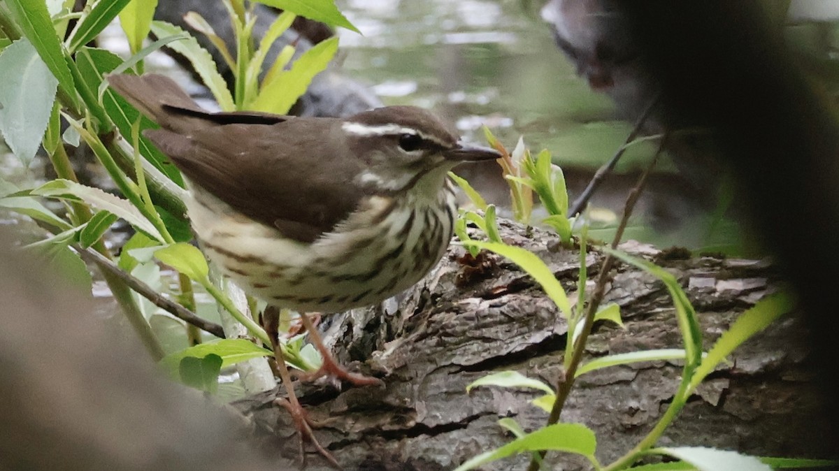 Louisiana Waterthrush - ML618374768