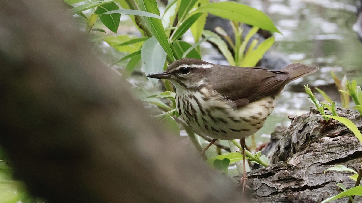 Louisiana Waterthrush - ML618374769