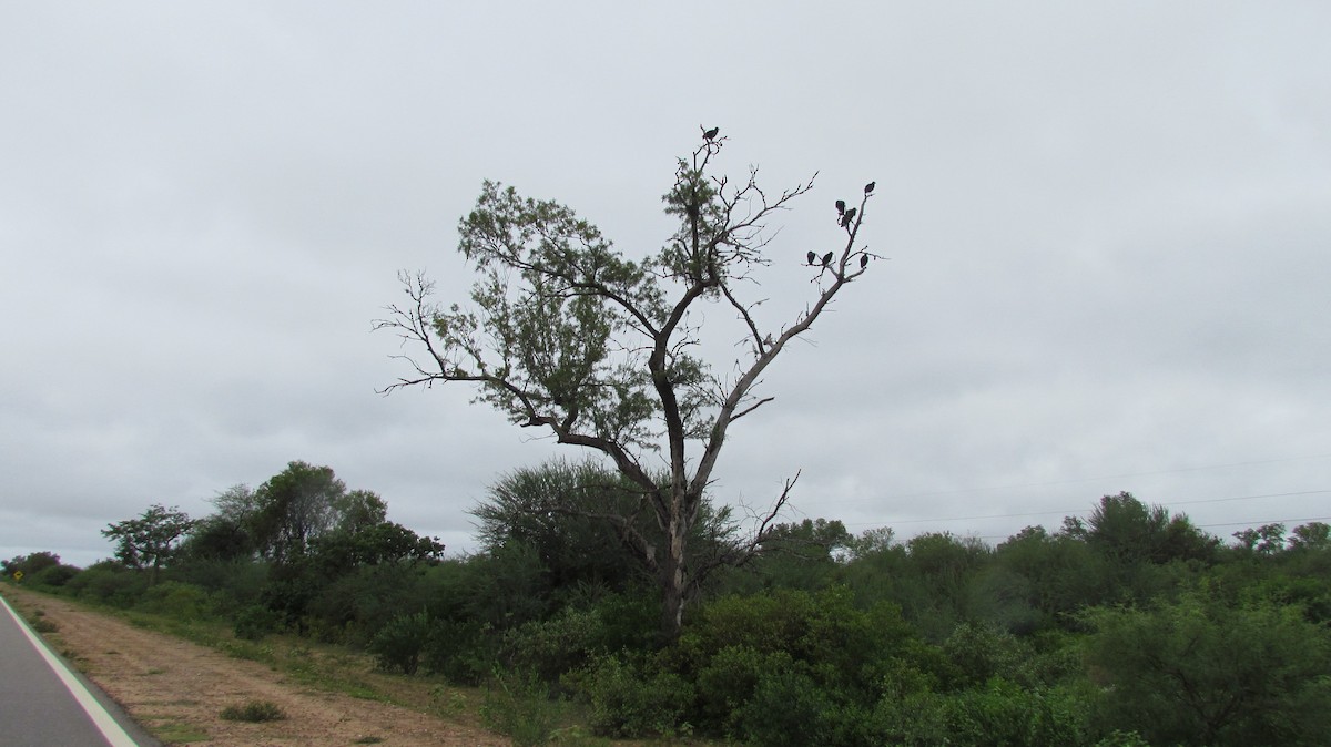 Black Vulture - ML618374771