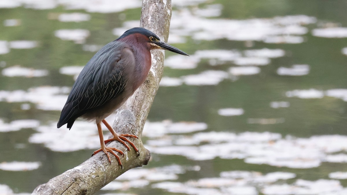 Green Heron - ML618374776