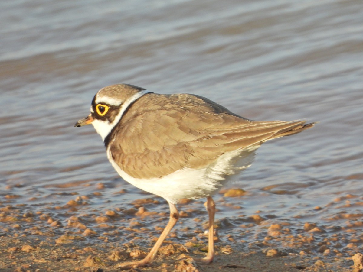 eBird Checklist - 3 May 2024 - Azraq Wetland Reserve - 14 species