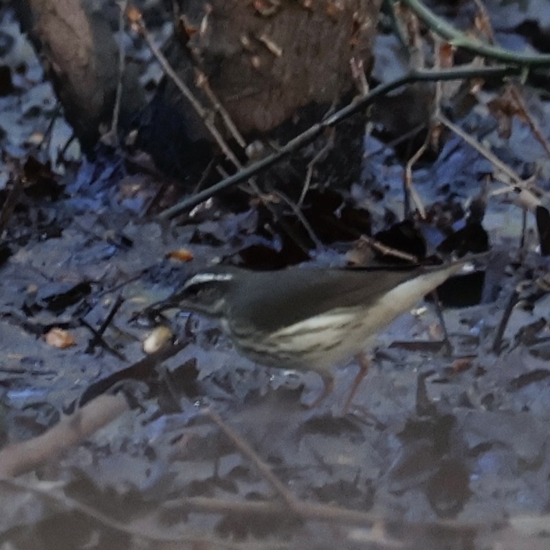 Louisiana Waterthrush - ML618374831