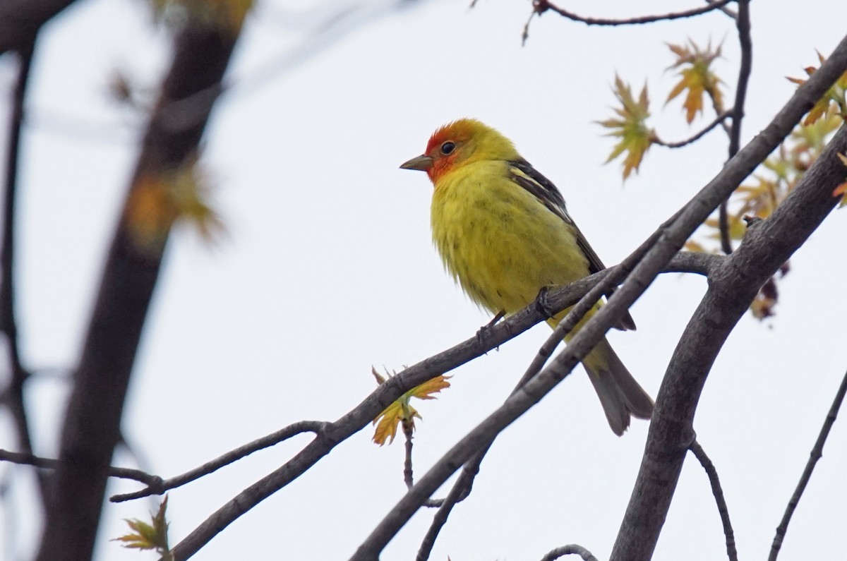 Western Tanager - Doris Guimond et Claude Gagnon