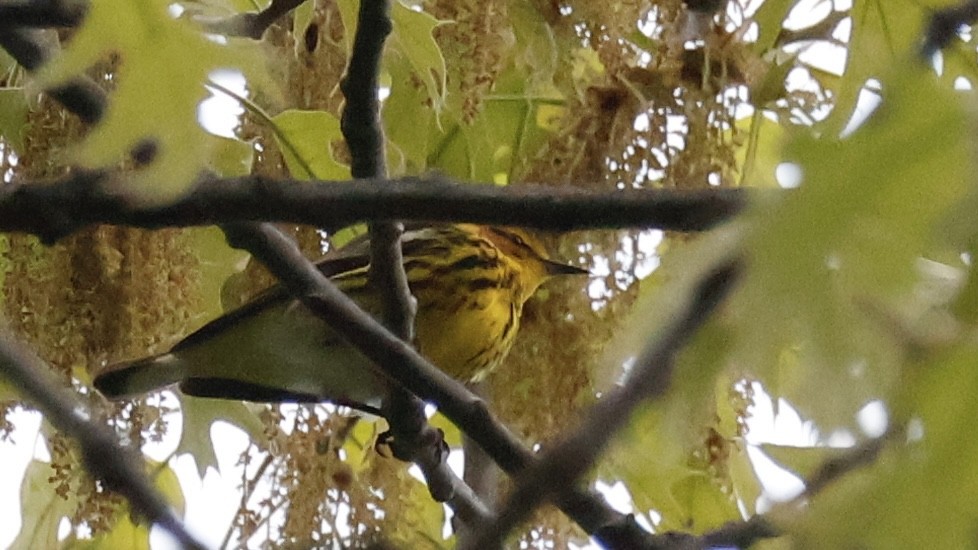 Cape May Warbler - M A