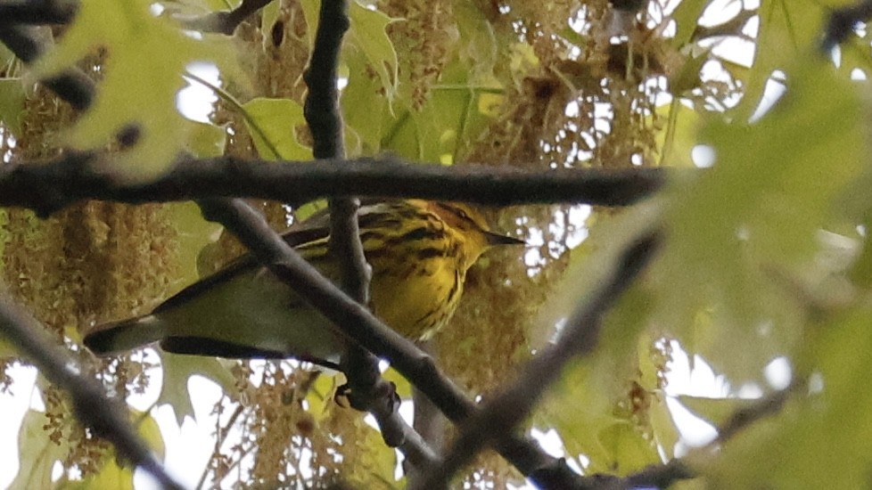 Cape May Warbler - ML618374866