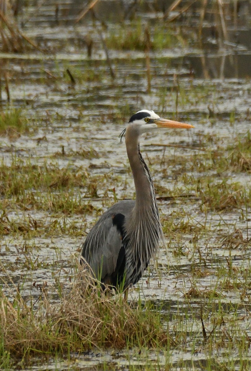 Great Blue Heron - Wayne Grubert