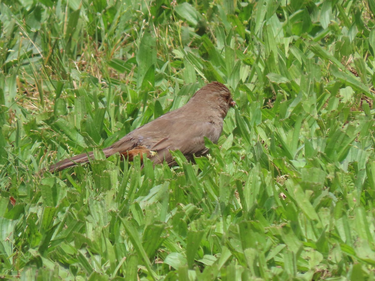 California Towhee - Donna Bray