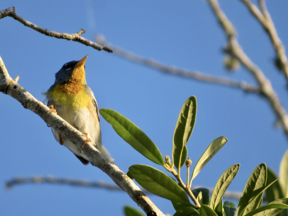 Northern Parula - ML618374937