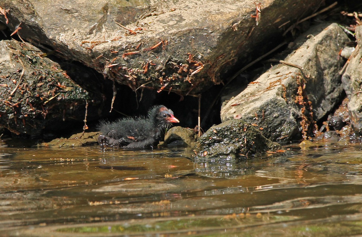 Gallinule poule-d'eau - ML618375058