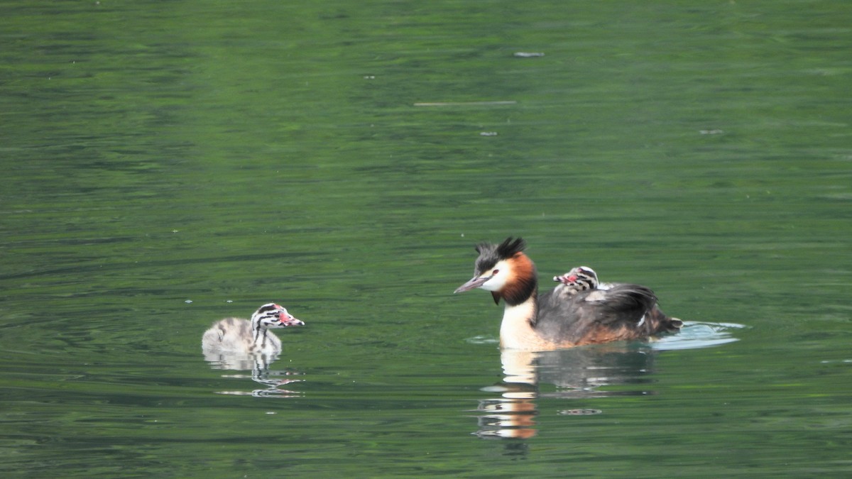 Great Crested Grebe - Andy  Woodward