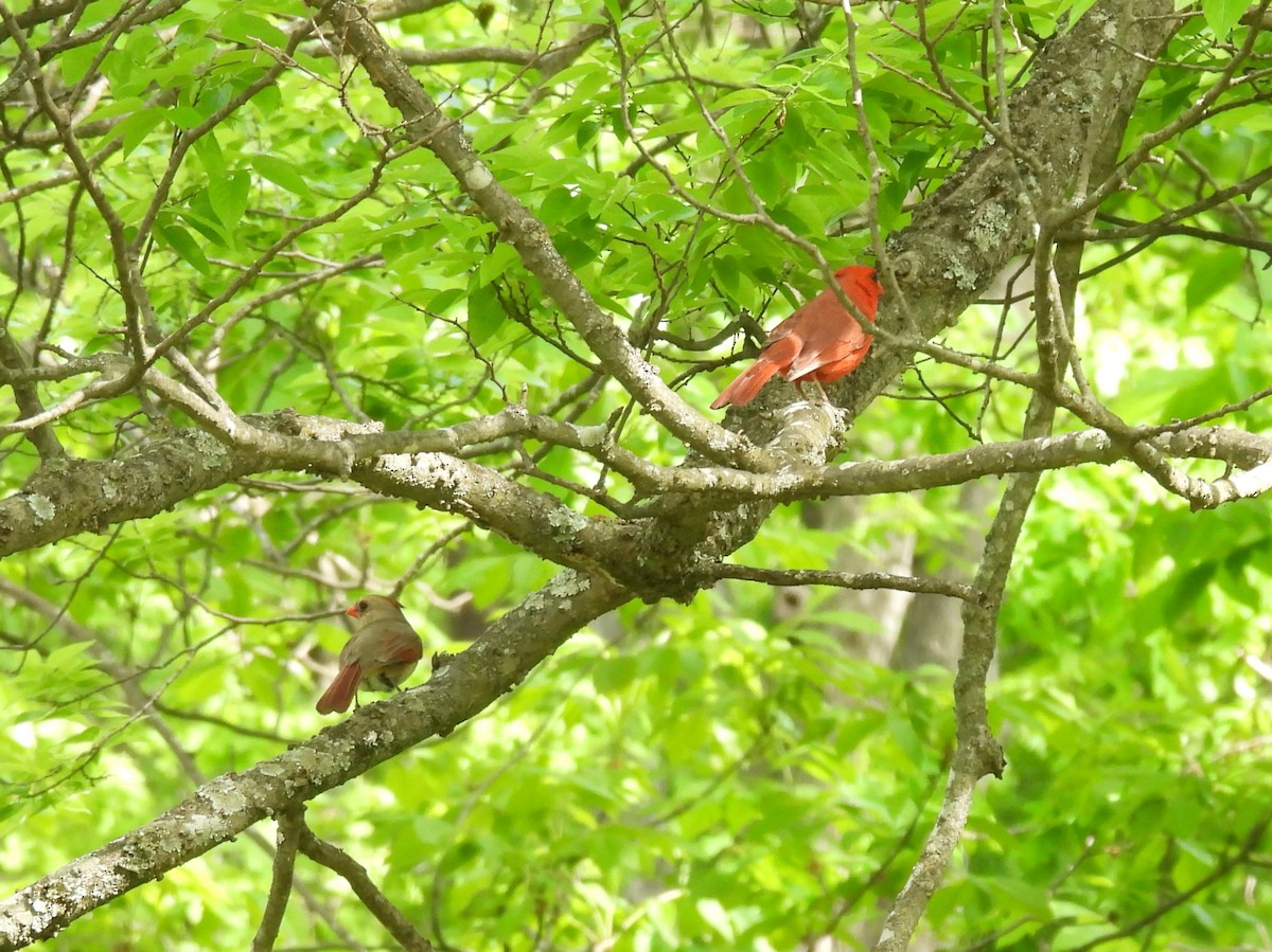 Northern Cardinal - ML618375071