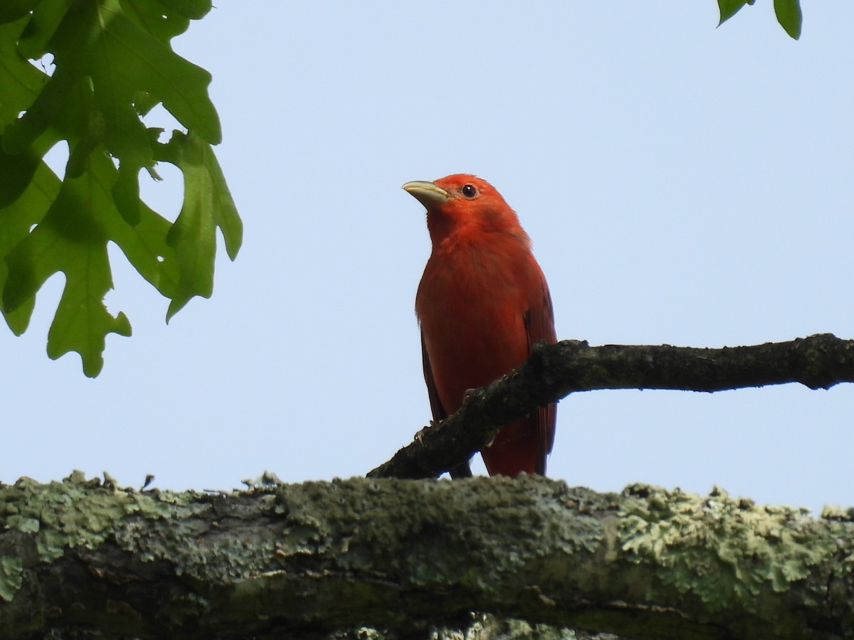 Summer Tanager - ML618375103