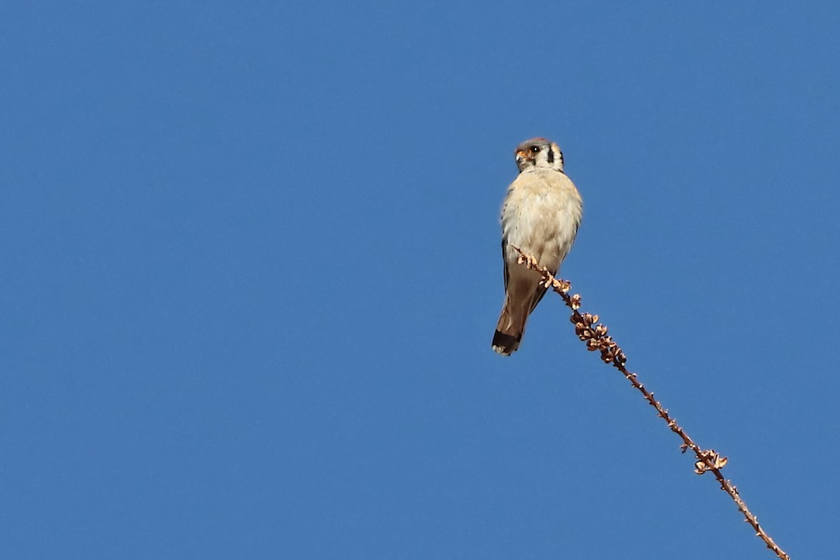 American Kestrel - ML618375112