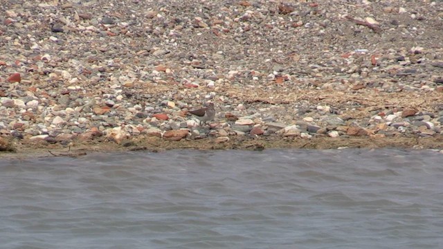 Common Sandpiper - ML618375127