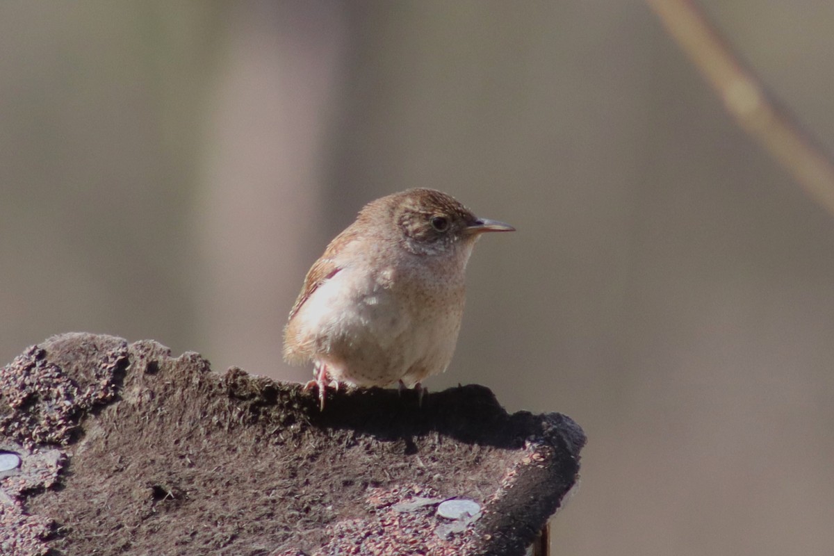 House Wren - Greg Laverty