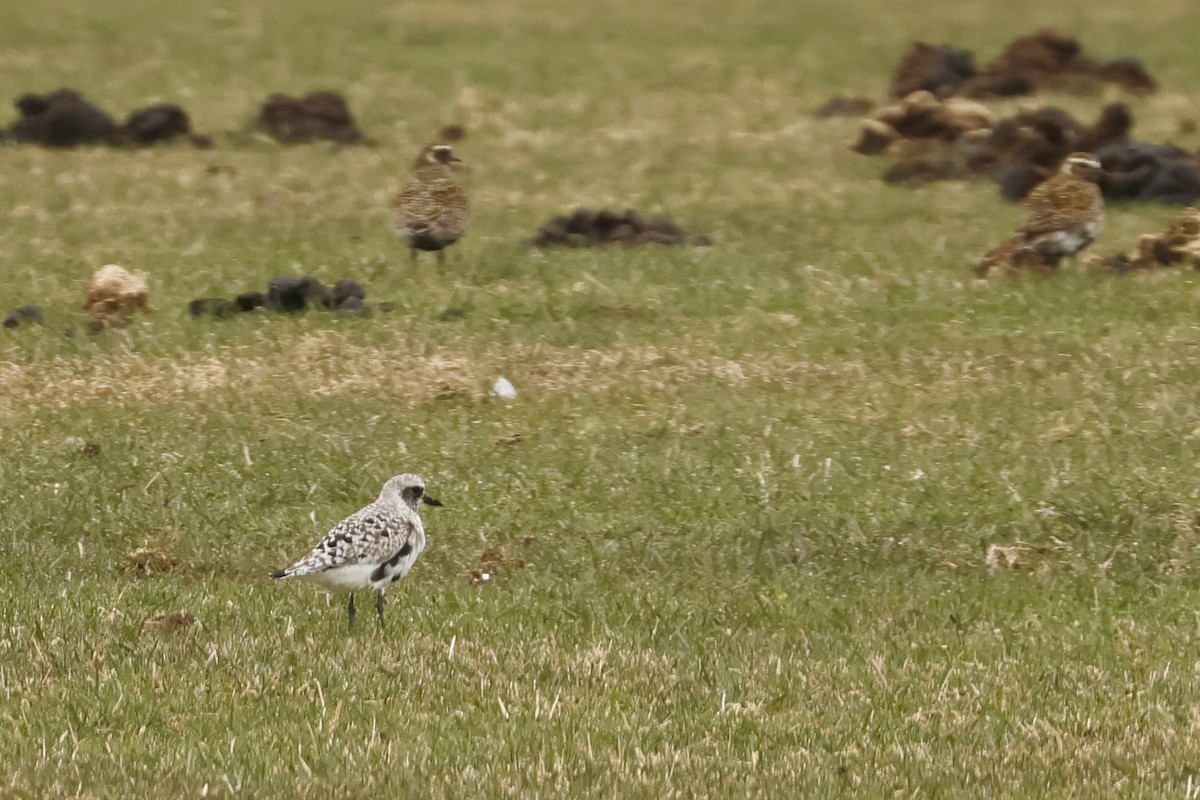 Black-bellied Plover - Ingvar Atli Sigurðsson