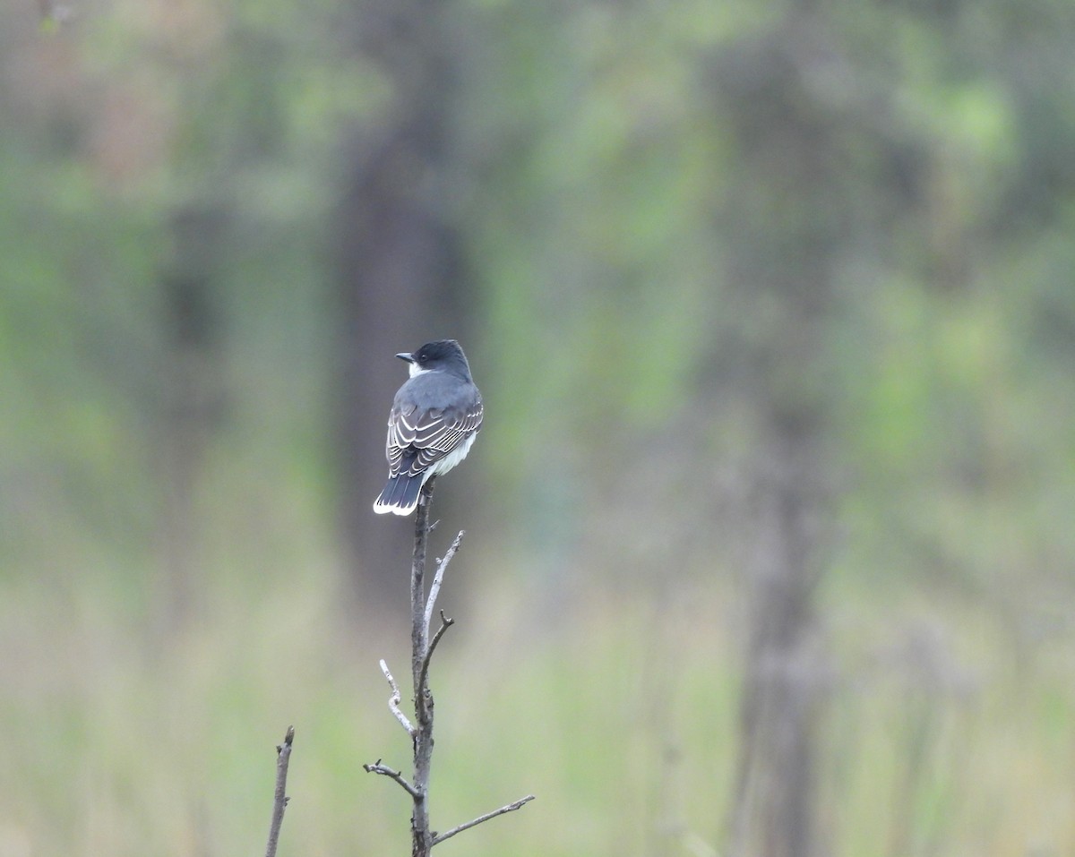 Eastern Kingbird - ML618375183