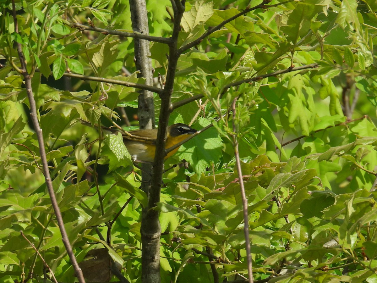 Yellow-breasted Chat - ML618375208