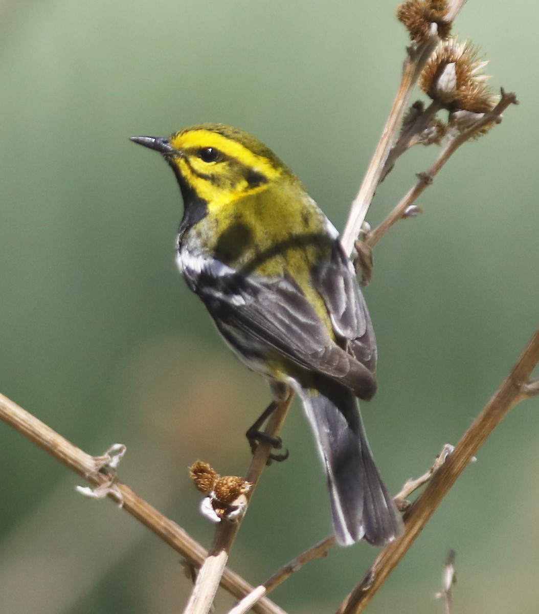 Black-throated Green Warbler - ML618375215