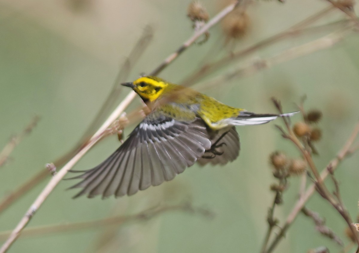 Black-throated Green Warbler - ML618375226